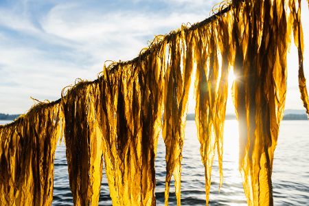 Seegras in der Sonne Seegras in der Sonne