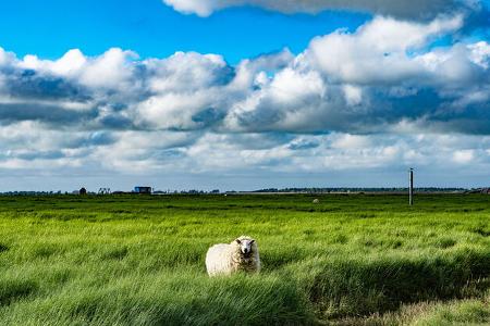 Schleswig-Holstein x
