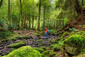 Stell- und Campingplatz-Tipps für den Schwarzwald