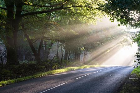 Allee Sonne