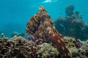 Earth Day: Disney und James Cameron laden ins Reich der Oktopusse ein