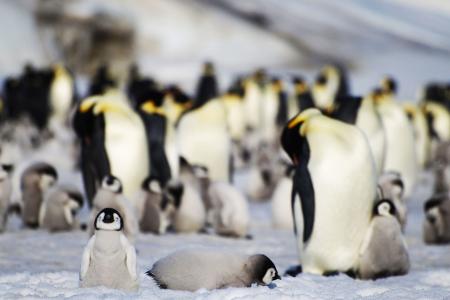 Eisschwund bringt tausenden Kaiserpinguin-Küken den Tod