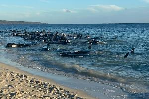 Massenstrandung - Happy End für 100 Grindwale in Australien