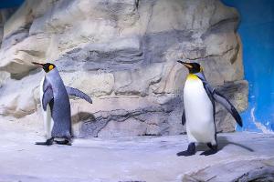 Vorbild Pinguin: Sicher gehen bei Glätte