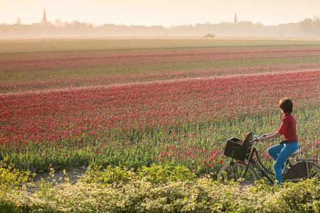 Tulpen Niederlande