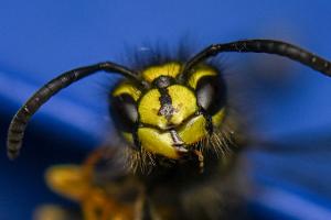 Allergie bei Insektenstichen: Immuntherapie kann helfen