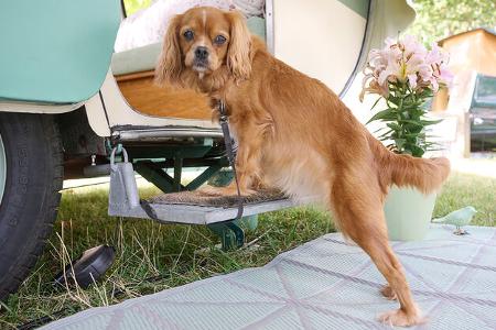 Oldie-Caravan Mostard