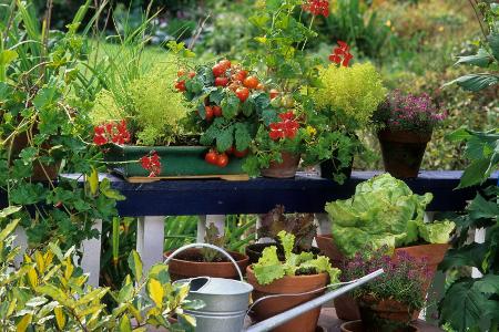 Gemüse anbauen auf dem Balkon: So klappt's!