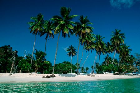 Palmen und ein Sandstrand vor karibischem Meer