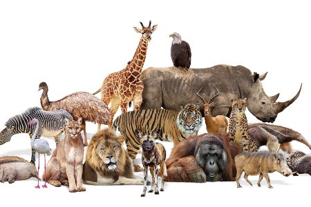 Gruppe von Wildtiere aus Afrika