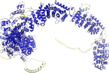 Das Modell der AlphaFold Protein Structure Database stellt das Rückgrat der Proteinstruktur dar. Sogenannte Sekundärstrukturelemente sind als Bänder wiedergegeben. In den blauen Bereichen ist das Model vermutlich zuverlässig. Die gelben Bereiche sind wahrscheinlich flexibel, und nur eine mögliche Struktur ist dargestellt.