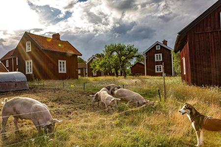 Camping,Schweden
