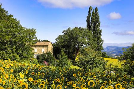 3 Volltreffer Drome Sonnenblumen Feld