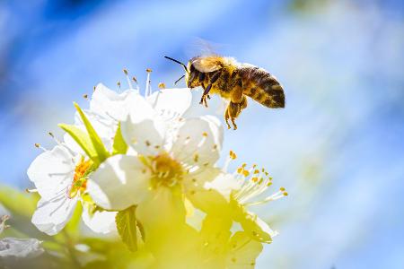 Biene, Hornisse, Wespe: So unterscheiden sie sich