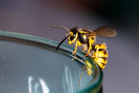 Gefahren und Ängste vor Wespen
