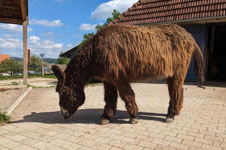 Hofgut Hopfenburg