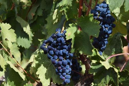 Weinreben, Trauben, Weinberg