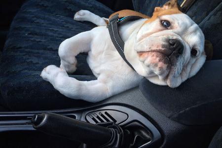 Hund im Auto