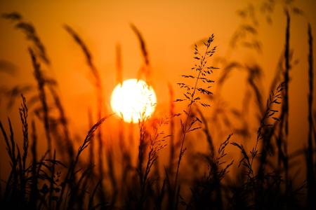 Ein neuer Tag erwacht: Die Sonne erhebt sich hinter Gräsern in Hildesheim und taucht die Landschaft in ein warmes, goldenes Licht.