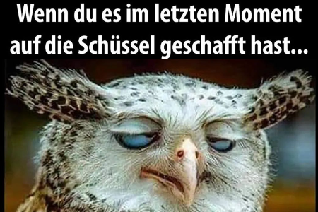 Diese Tier-Memes bringen uns zum Lachen