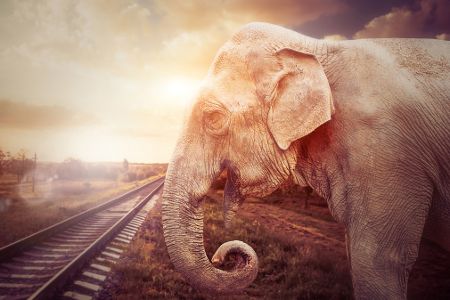 KI rettet Elefanten vor Tod auf den Gleisen