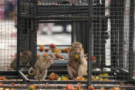 Affen essen Rambutan in einem Käfig, der aufgestellt wurde, um wilde Affen in einer Provinz nördlich von Bangkok zu fangen, nachdem die wachsende Zahl und Konflikte mit menschlichen Bewohnern zu Problemen geführt hatten.