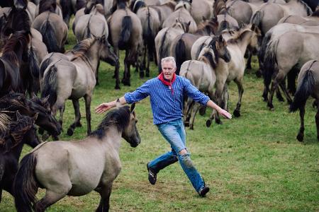 Am letzten Mai-Wochenende zieht es stets rund 15.000 Pferdefans ins Münsterland. Dann laufen Stuten im Naturschutzgebiet mit ihren männlichen Fohlen in eine Arena ein. Dort warten zahlreiche Helfer, die die jungen Tiere einfangen und von den Müttern trennen.
