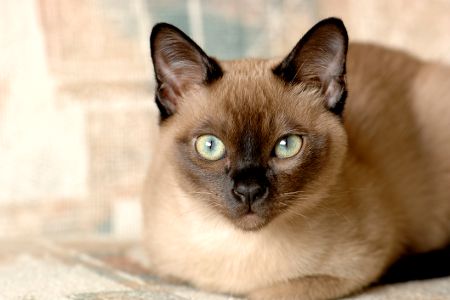 Burma katze