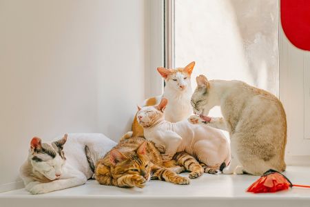Gruppe verschiedener katzenrassen