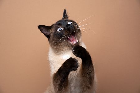 Siamesische Katze