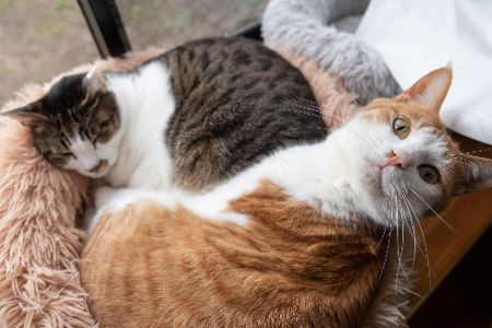 mischlings katzen kuscheln im korb