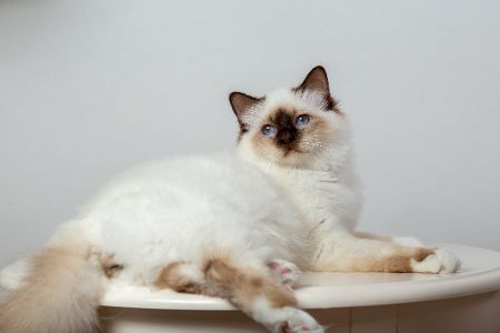 birma katze