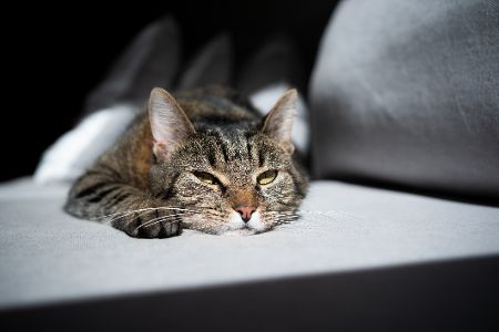mischlings katze