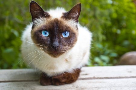 siam katze