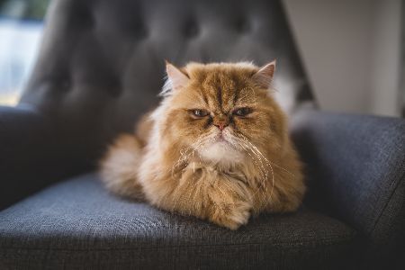 perserkatze