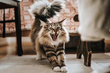 norwegische Waldkatze