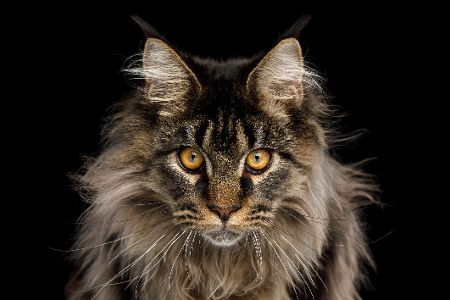 maine-coon katze