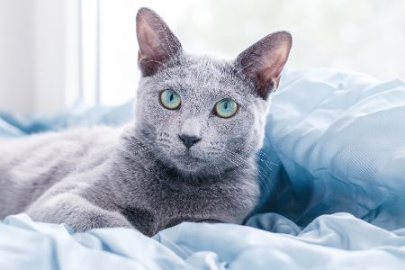 russisch-blaue katze