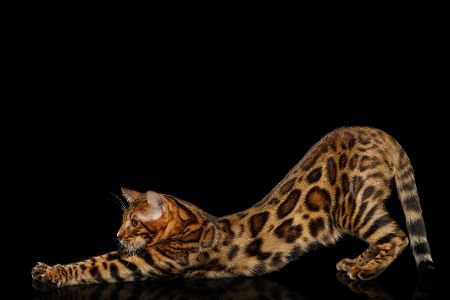 bengal katze