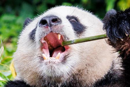Das 13-jährige Pandabär-Männchen Jiao Qing aus dem Zoo Berlin liebt seinen Bambus.