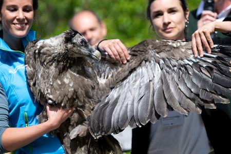 Auf in die Freiheit: Mitarbeiterinnen des Nationalparks Berchtesgaden präsentieren einen Flügel von Bartgeier Vinzenz. Als eines von zwei Jungtieren aus der Nachzucht wird er ausgewildert - mehr als 140 Jahre nach Ausrottung der Bartgeier in Deutschland.