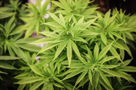 Warnungen vor mehr Hürden für Cannabis-Anbauvereine