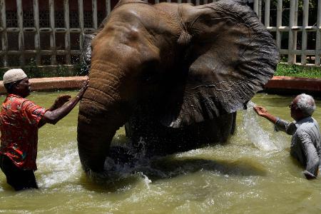 Im südpakistanischen Karachi bespritzen Tierpfleger einen Elefanten im Zoo mit Wasser, um ihn bei den heißen Temperaturen von bis zu 37 Grad abzukühlen.