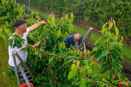 Die ersten Kirschen der Saison: Um die Früchte vor dem angekündigten Dauerregen in Deutschland zu schützen, haben die Mitarbeitenden auf einem Obsthof bei Sülzetal in Sachsen-Anhalt bereits früher als gewöhnlich mit der Kirschernte begonnen.