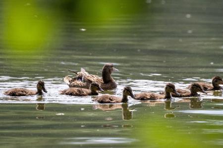 Alle vereint: Eine Ente schwimmt mit ihren Jungen auf dem Scharmützelsee in Bad Saarow.