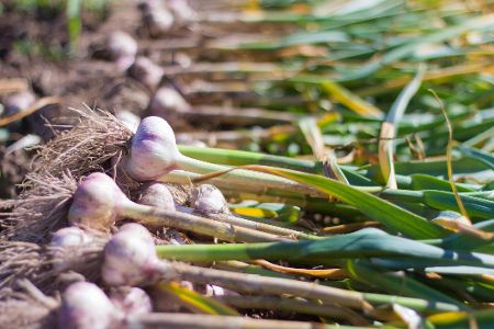 knoblauch