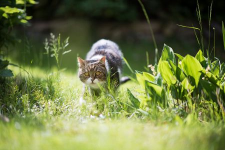 katze im gras