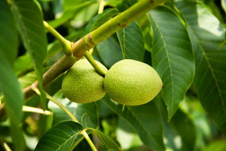 walnusbaum