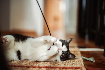 spielende katze