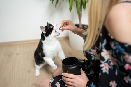 katze bekommt leckerli